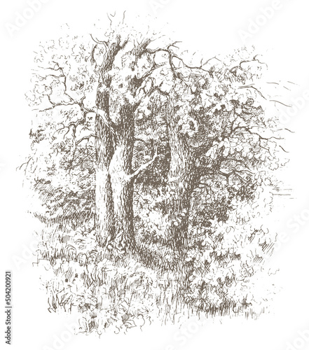 Oak tree Grove vector traced sketch. Vintage ink and pen brown drawing on a white background