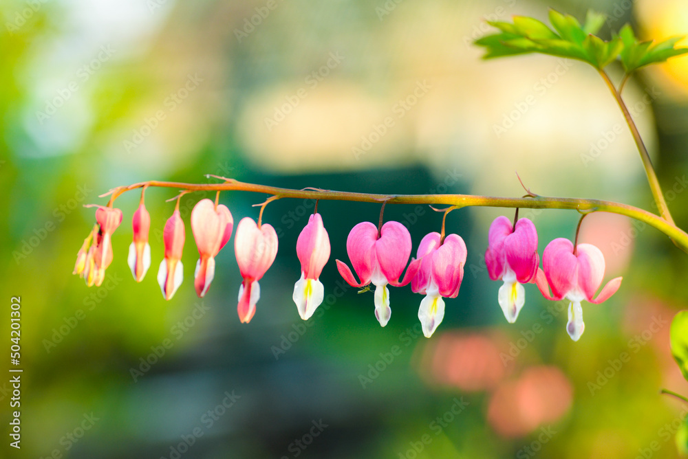Fototapeta premium Bleeding heart flowers (Dicentra spectabils) over nature background 