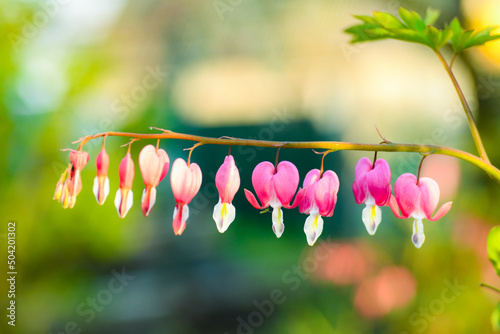 Bleeding heart flowers (Dicentra spectabils) over nature background  photo