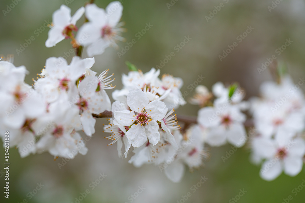 cherry blossoms blooming in spring garden cherry blossoms blooming in spring garden
