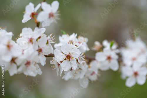 cherry blossoms blooming in spring garden