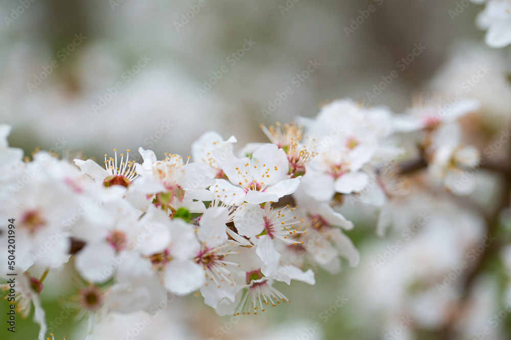 Fototapeta premium cherry blossoms blooming in spring garden