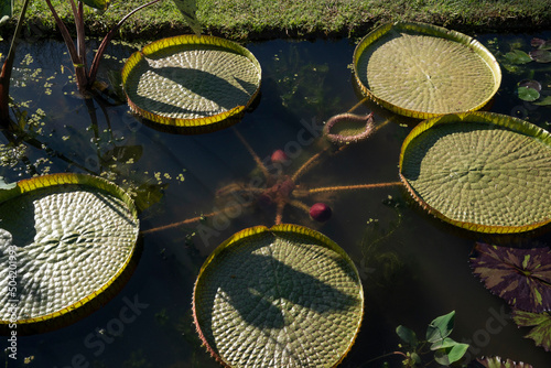 Exotic South American flora. Top view of Victoria cruziana, also known as Giant Water Lily, large green floating leaves, growing in the pond. © Gonzalo