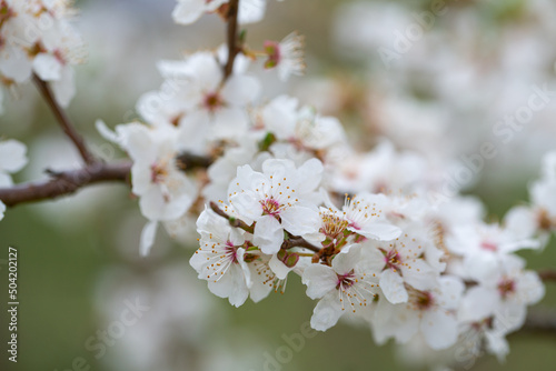 cherry blossoms blooming in spring garden