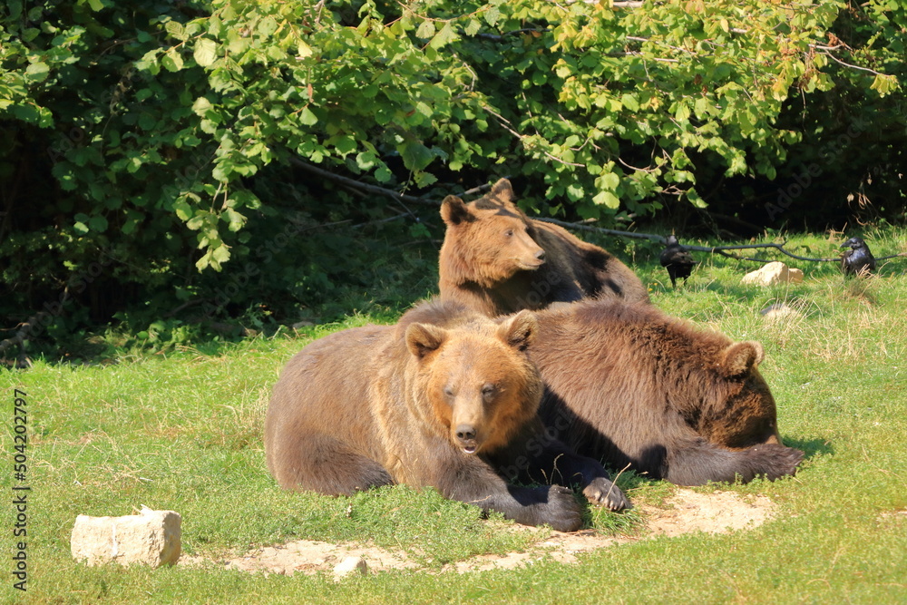 European brown bear in captivity, in an enclosed wildlife area. European brown bear in captivity, in an enclosed wildlife area.