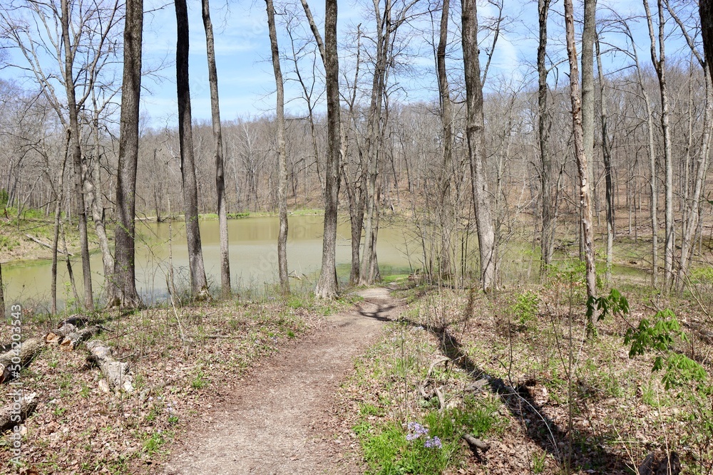 The trail down to the lake in the forest on a sunny day. The trail down to the lake in the forest on a sunny day.