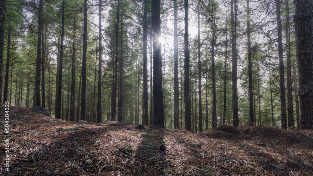 Fototapeta premium Forest of Gran Canaria