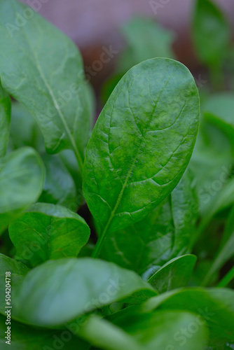 spinach growing in a glass house
