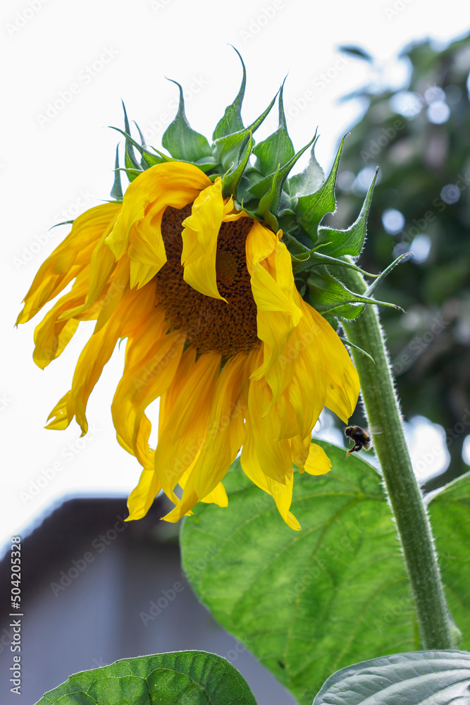 Decorative sunflower flowers in the summer garden.