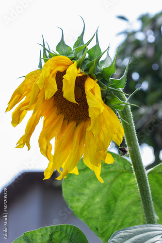 Obraz na płótnie Decorative sunflower flowers in the summer garden. w salonie