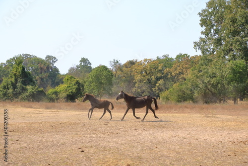 Wild horses in Letea forest from Danube Delta in Romania