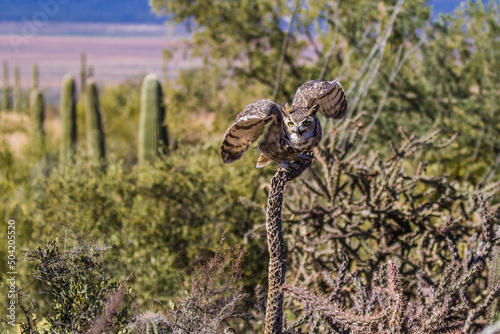 Great Horned Owl perched on a branch then taking flight with wings outspread