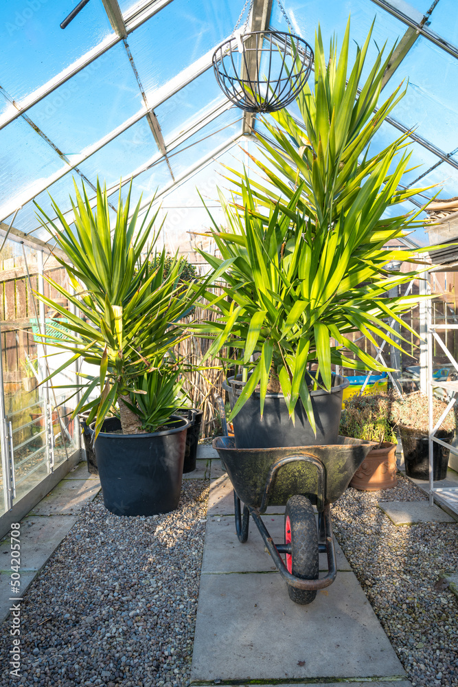 Yucca plants overwintering in the greenhouse in England, ready for moving outside late spring
