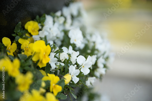 Decorative flower pots with spring flowers viola cornut bright purple and yellow, purple yellow pansies. colorful flowers outdoors in pots photo