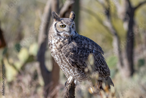Great Horned Owl perched on a branch then taking flight with wings outspread