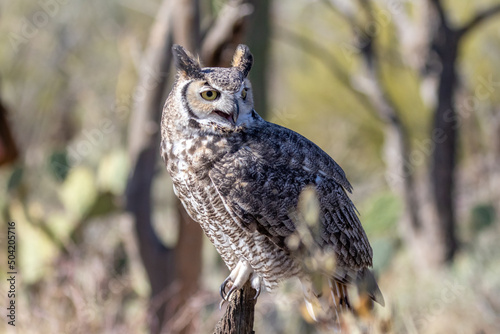 Great Horned Owl perched on a branch then taking flight with wings outspread