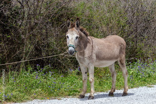A donkey stands at the fence close-up by the road