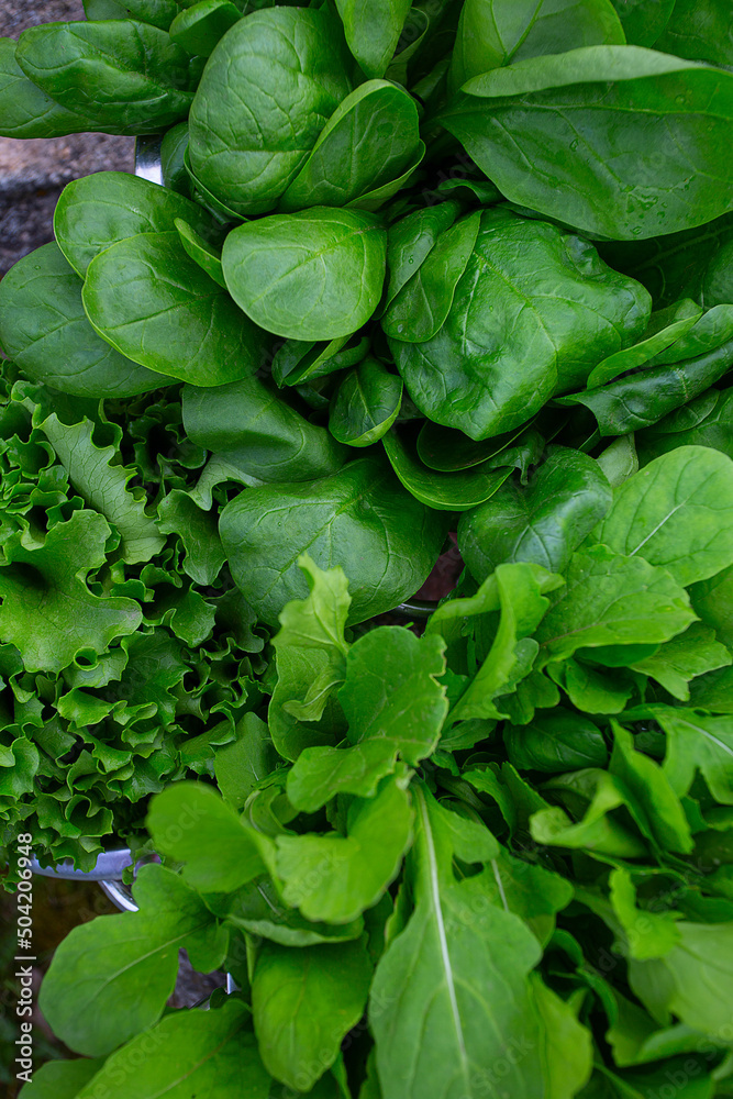 letucce, spinach and rucola in colander picked up in glass house