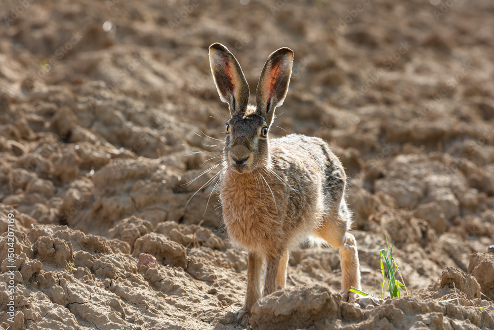 Obraz premium detail of a brown hare