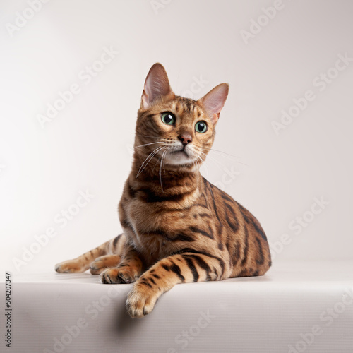 Fotografi spotted bengal cat on a beige background. funny pet playing