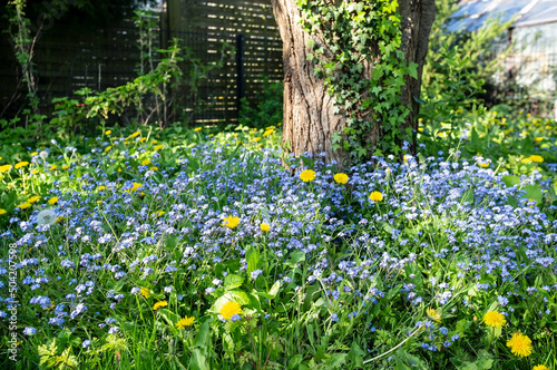 Fototapeta Naklejka Na Ścianę i Meble -  Small blue flowers and yellow dandelions bloom in the garden, against the background of a tree covered with common ivy and a fence.