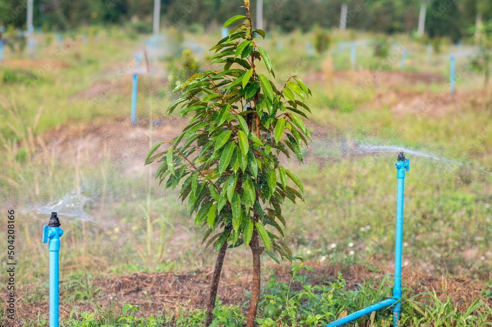 Fototapeta premium Sprinkler watering small durian tree in the gardening, agriculture in Thailand, the water system provides freshness and growth in garden
