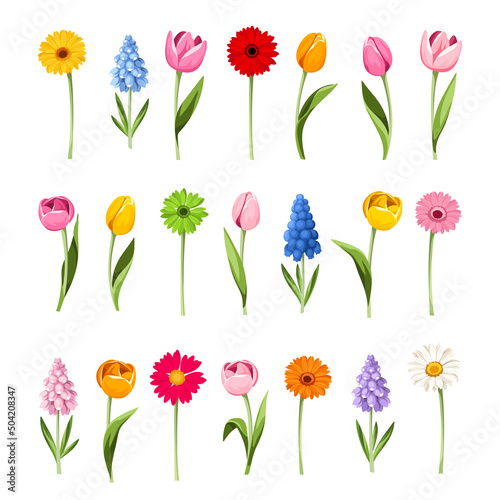 Colorful spring flowers with stems isolated on a white background. Set of vector illustrations