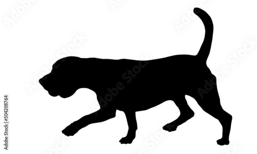 Walking english beagle puppy. Black dog silhouette. Pet animals. Isolated on a white background.