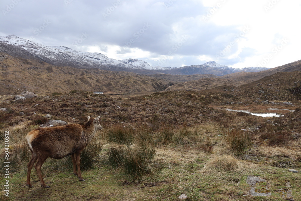 Naklejka premium Highland deer looking at mountains