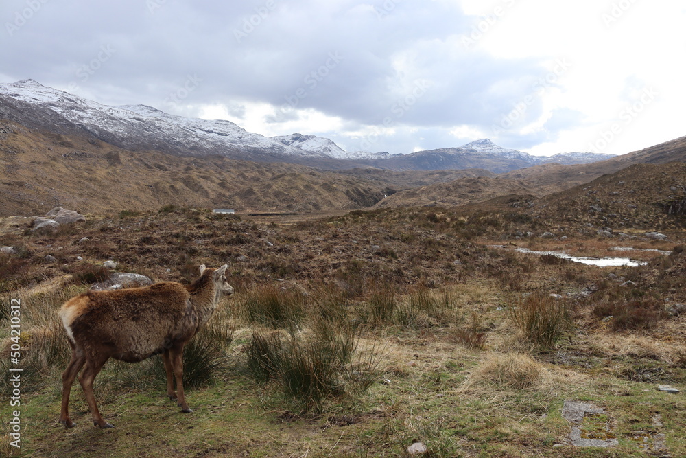 Highland deer looking at mountains