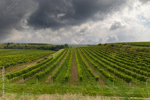 Spring vineyard near Cejkovice, Southern Moravia, Czech Republic