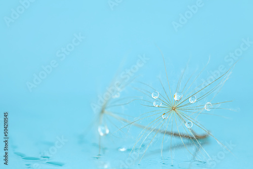 Fototapeta Naklejka Na Ścianę i Meble -  Close-up of dandelion (goatsbeard) with water drops against blue background. Soft focus, shallow DOF.