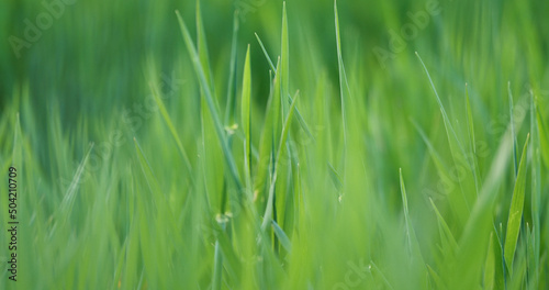 Barley Green Grass Blurred Background. Nature Backdrop with Evening Agricultire Field Leaves
