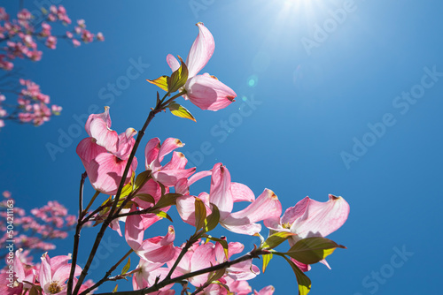 Pink dogwood tree shows off it's color on a bright sunny day photo