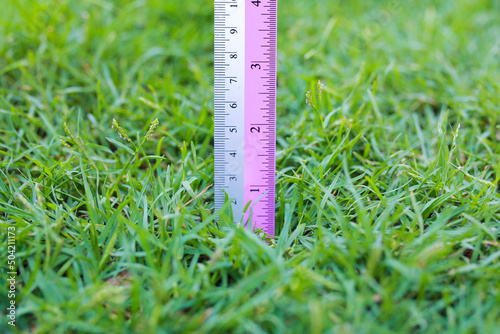 Green Grass Measured With Ruler.