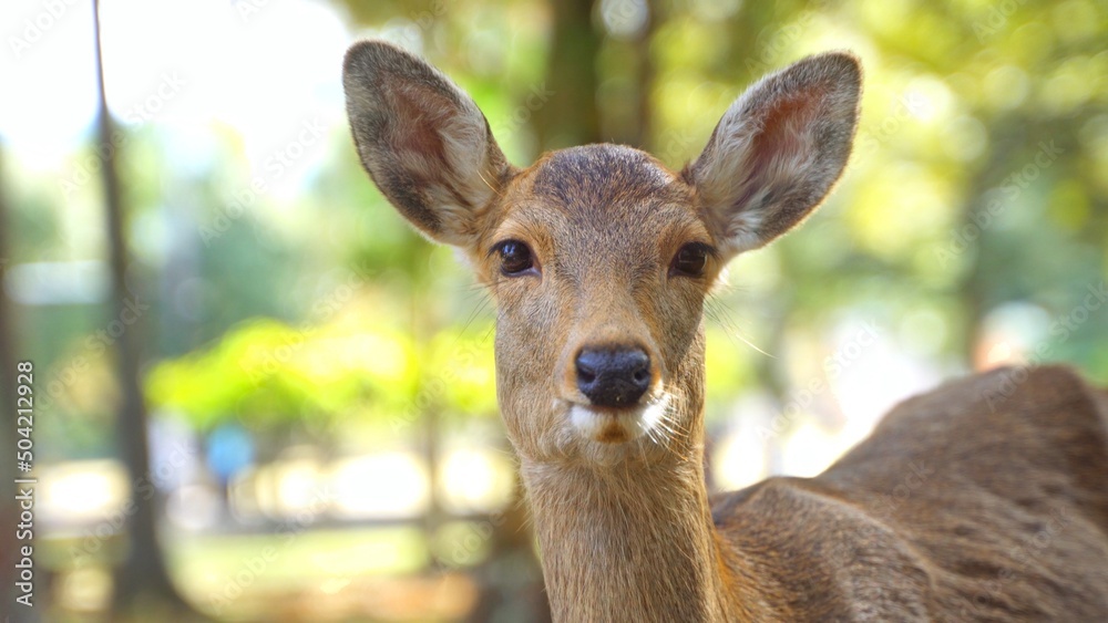 Fototapeta premium 日本・奈良公園の子鹿と暖かいお昼の散歩