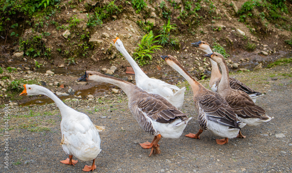 Obraz premium A flock of beautiful domestic geese walking