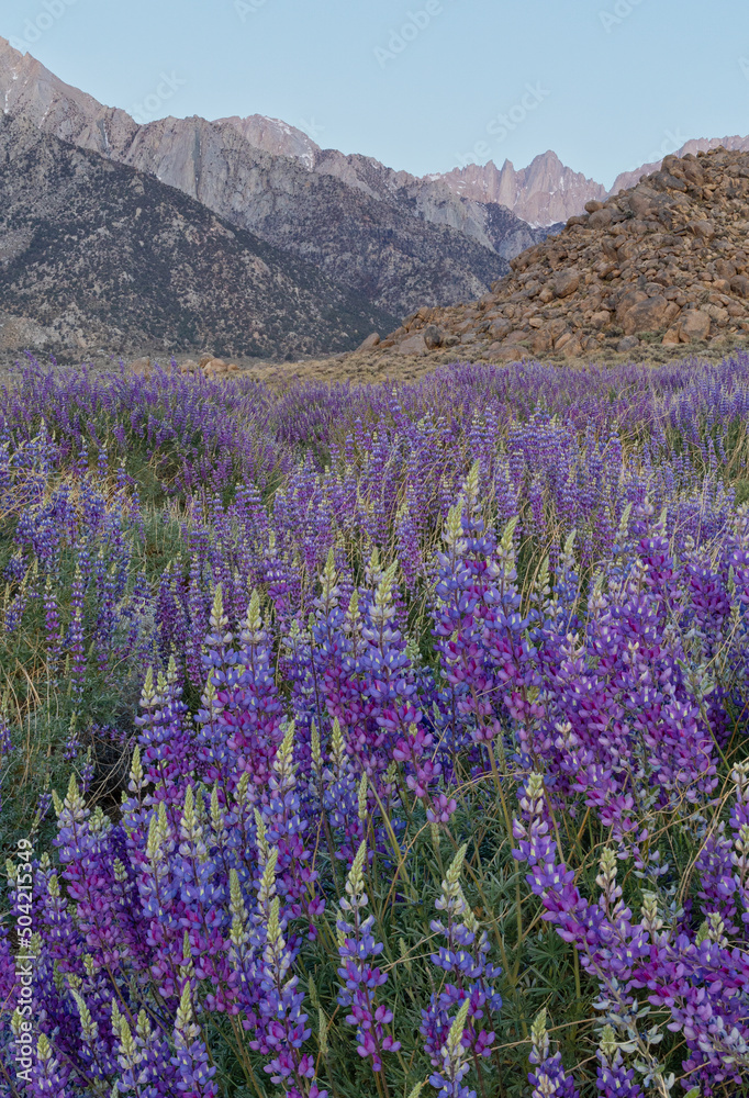Obraz premium Field of wild blue lupine flowers at sunrise in front of the Eastern Sierra Nevada mountains