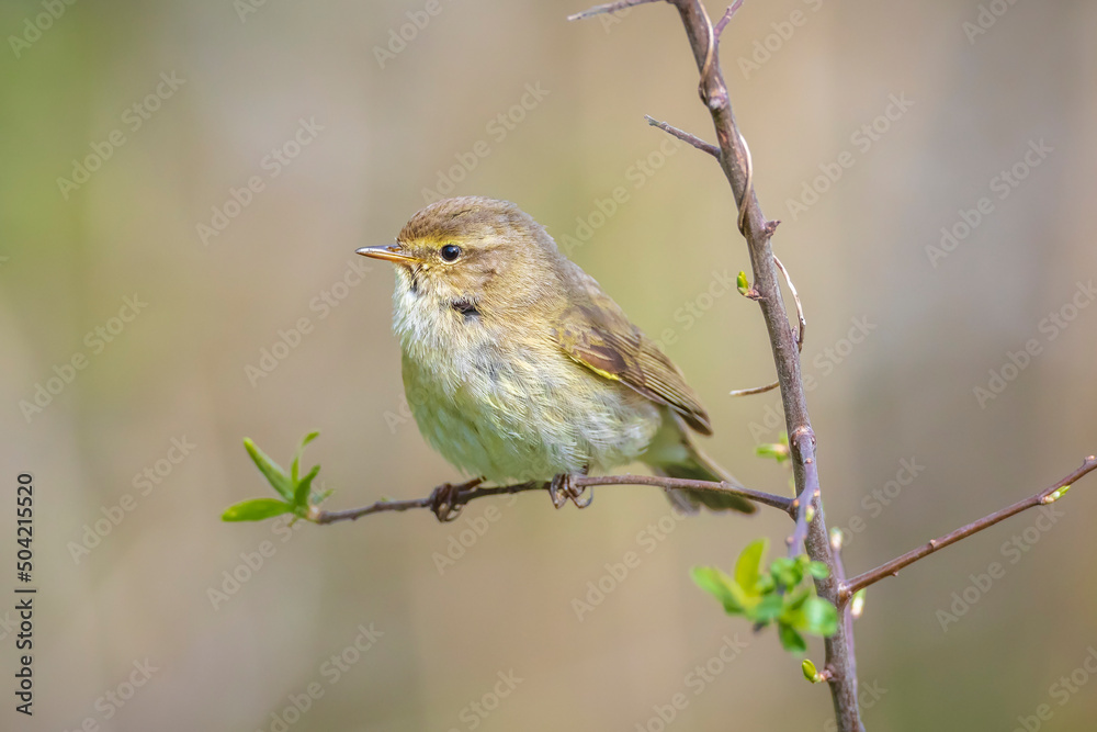 Obraz premium Common chiffchaff bird Phylloscopus collybita