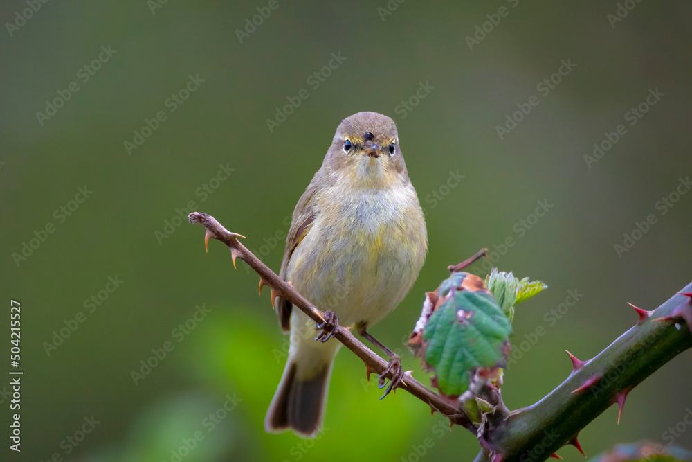 Willow warbler bird, Phylloscopus trochilus, perched. Willow warbler bird, Phylloscopus trochilus, perched.