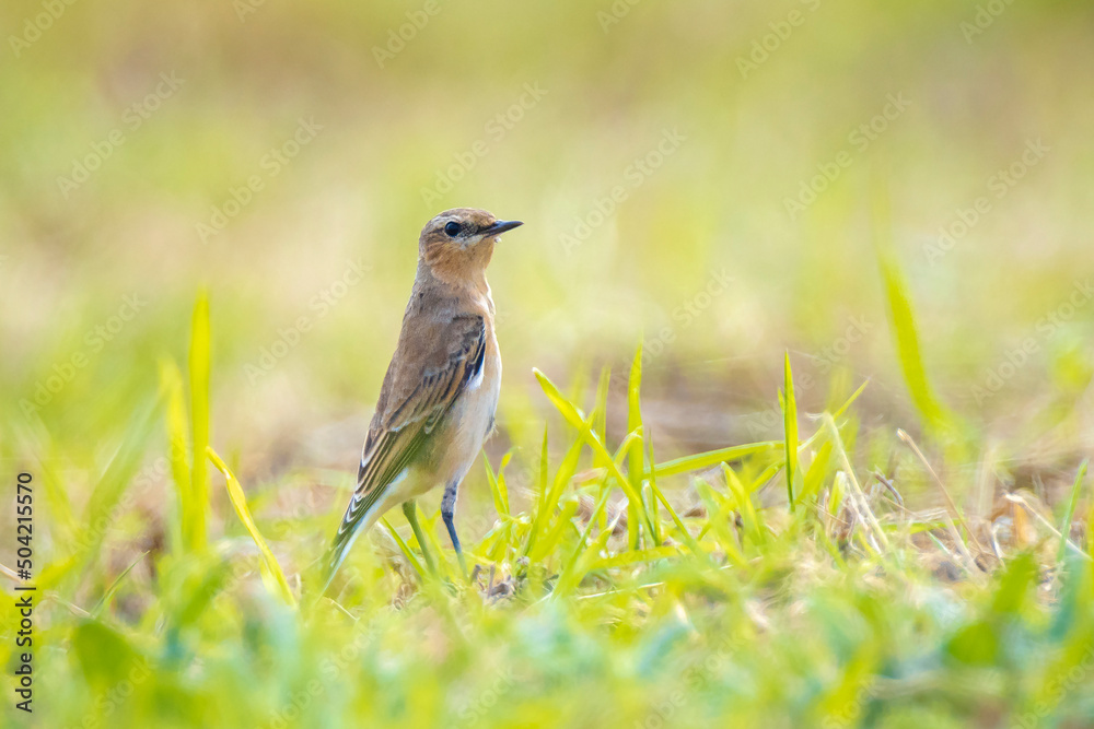 Fototapeta premium Northern wheatear bird, Oenanthe oenanthe,