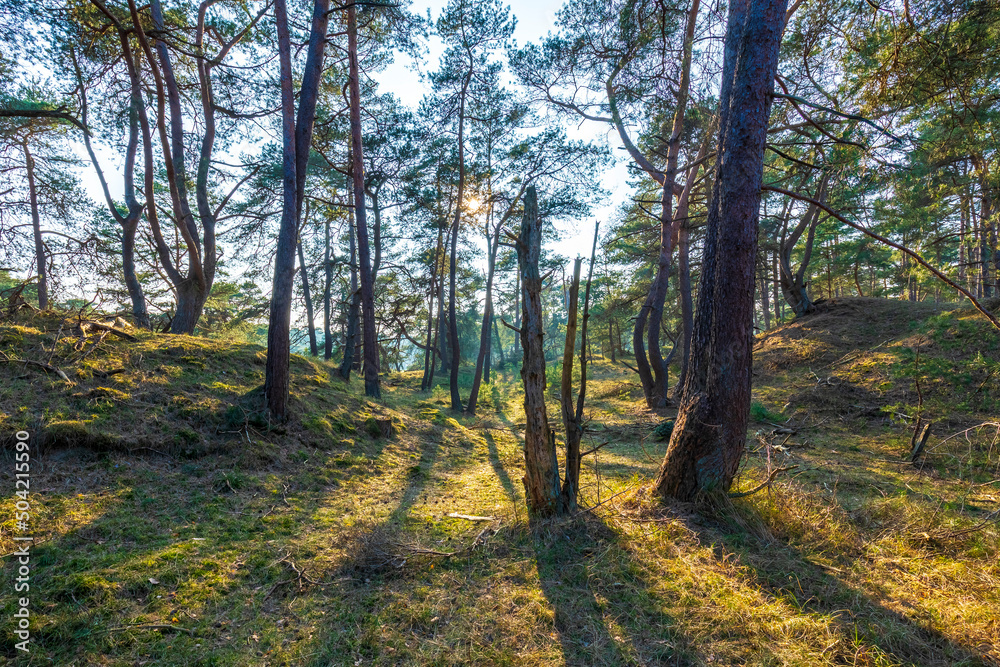 Beautiful forest in national park Hoge Veluwe, the Netherlands Beautiful forest in national park Hoge Veluwe, the Netherlands