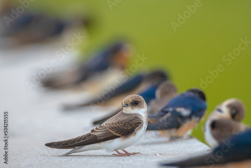 Sand martin, bank swallow, Riparia riparia, resting photo