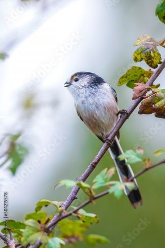 Closeup of a long-tailed tit or long-tailed bushtit, Aegithalos caudatus, bird foraging in a forest photo