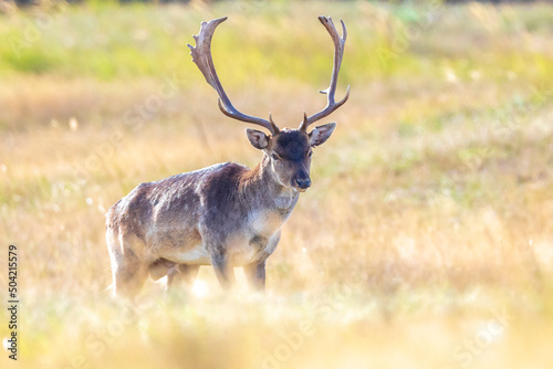 Fallow deer stag  Dama Dama  with big antlers during rutting in Autumn season