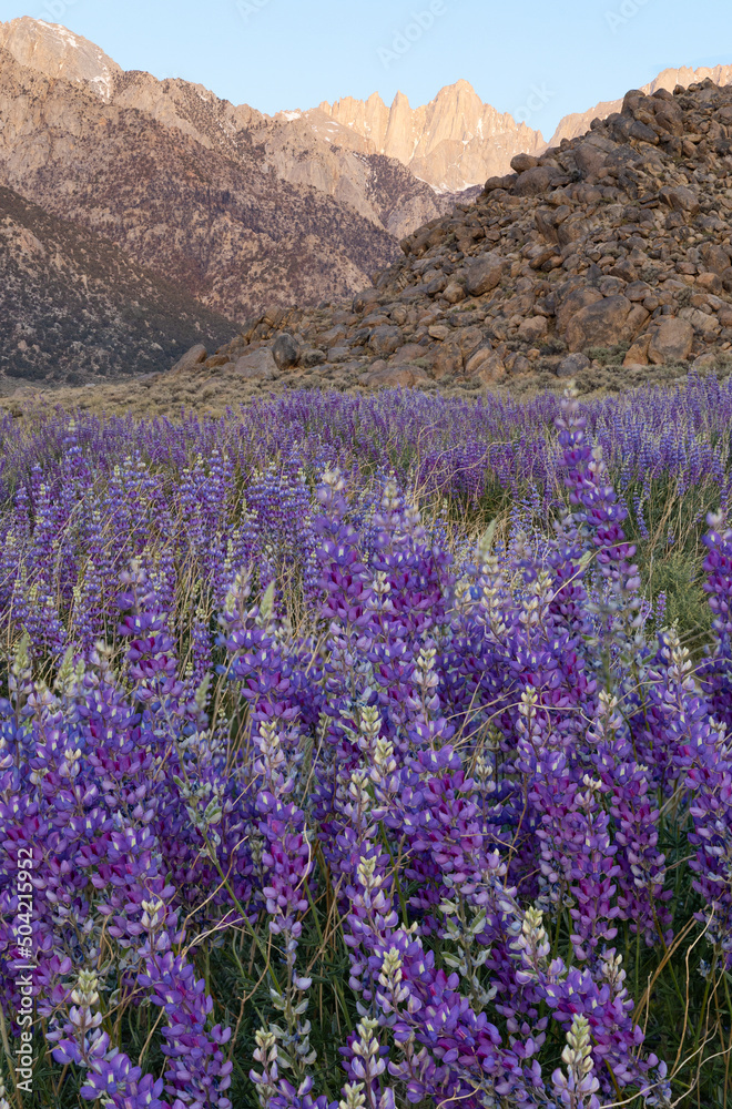 Fototapeta premium Field of wild blue lupine flowers at sunrise in front of the Eastern Sierra Nevada mountains