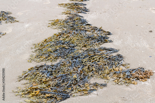 Seaweed on a beach in Ireland. Coast of the Irish Sea.