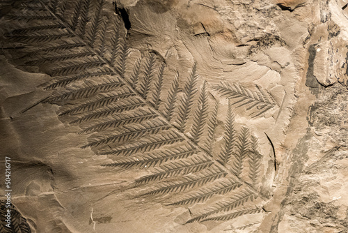 Close-up view of the fossil of a prehistoric fern leaf photo