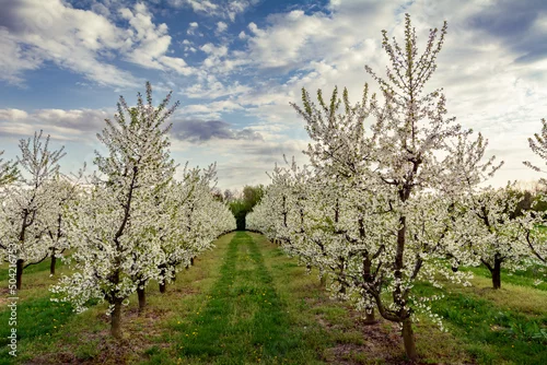 Obraz kwitnący sad wiśniowy wiosną