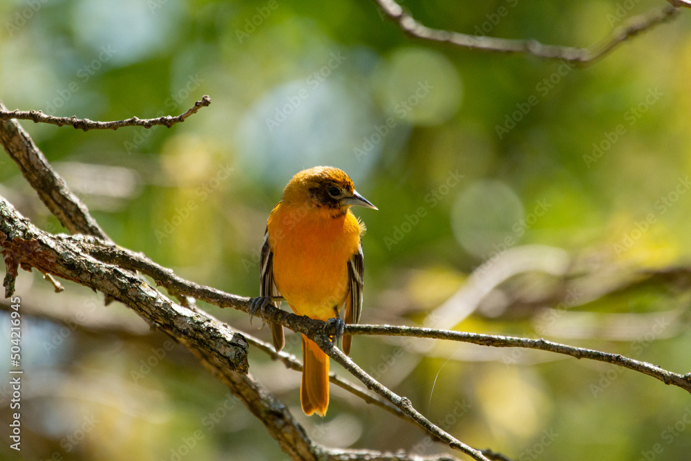 Baltimore Oriole Feeding In Yard